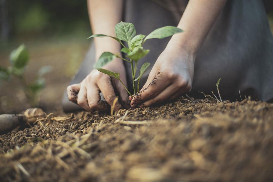 Cresce a adoção de biossoluções pelos agricultores brasileiros