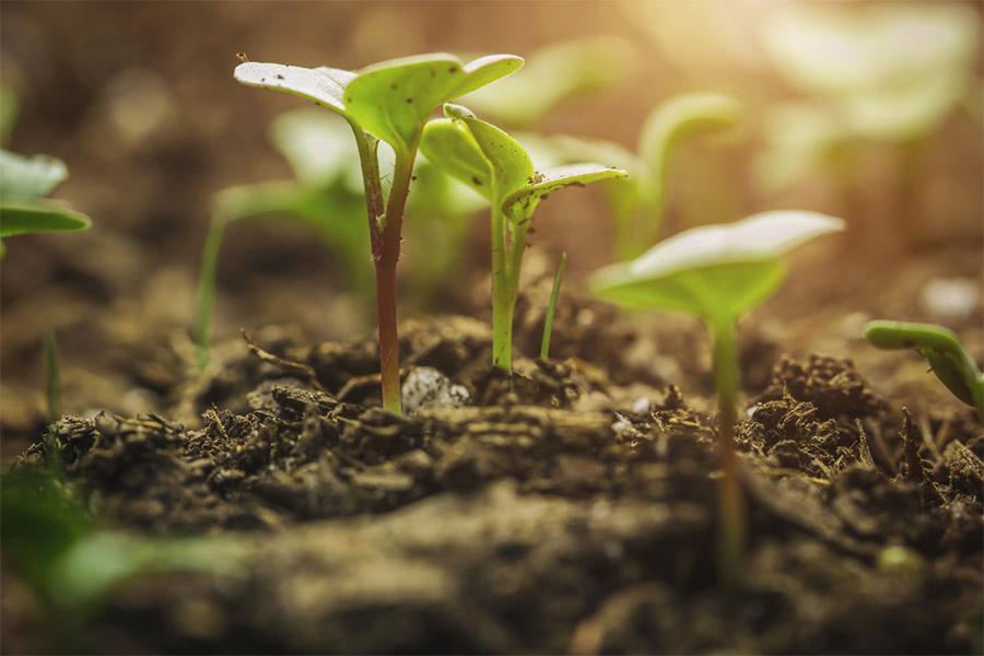 Biodefensivos: grandes culturas impulsionam as biossoluções