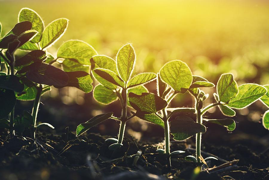 Biológicos: Brasil é protagonista no mercado de biossoluções 